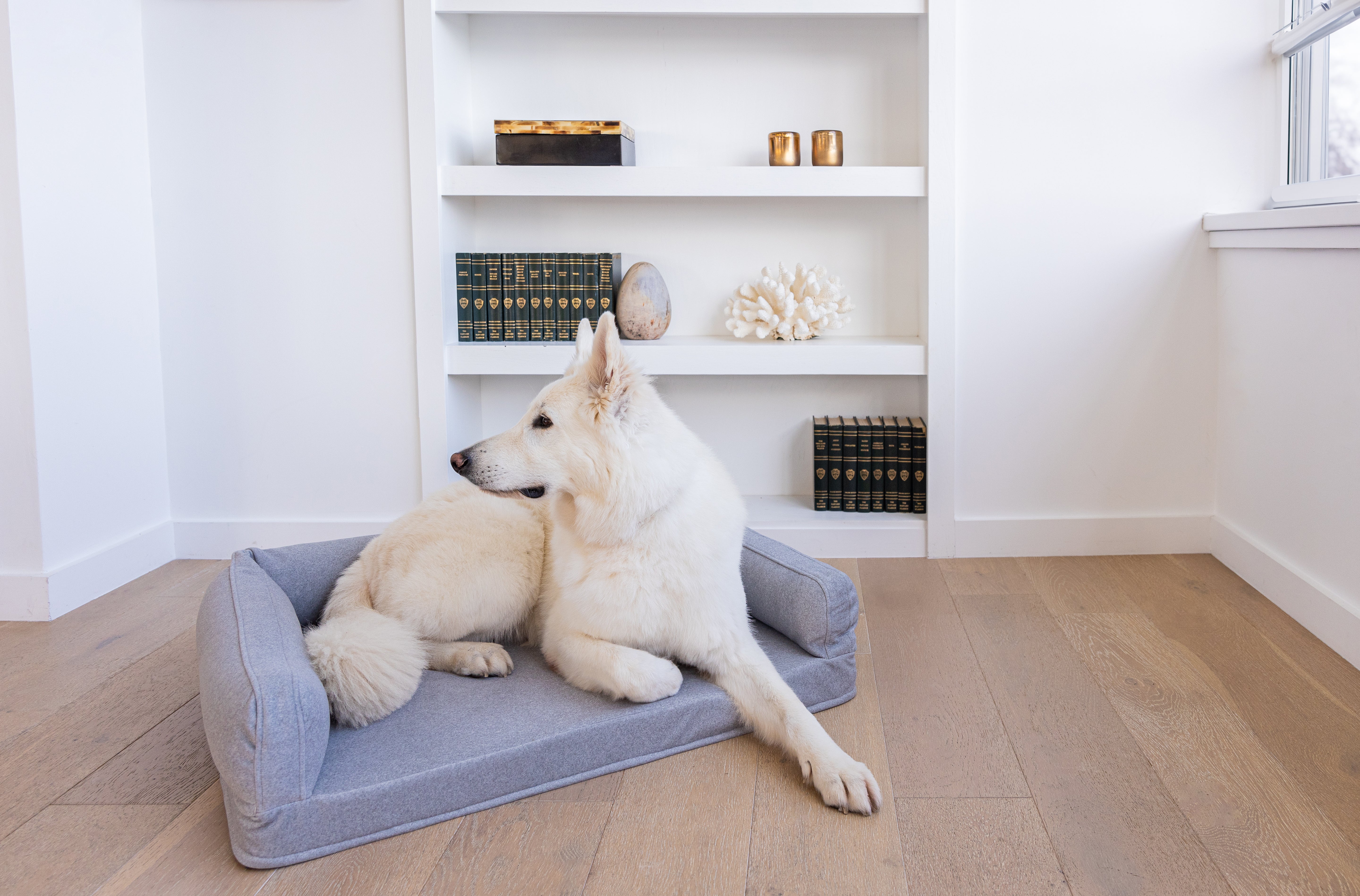 A larger white dog lying on a dog bed in a contemporary living room with modern furniture and clean, minimalist decor.